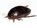 Ilybius ater